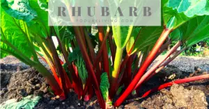Rhubarb Recipes
