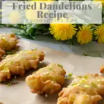 Fried Dandelion Flowers