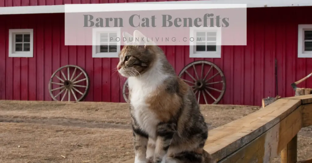 Barn Cats