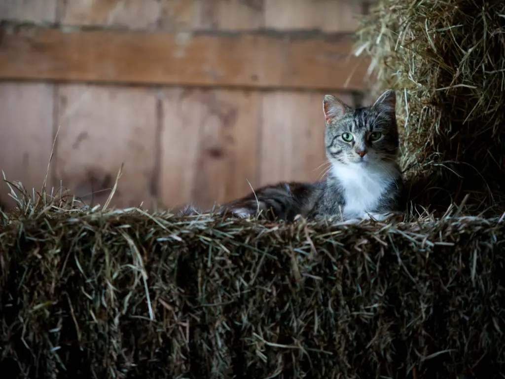 Barn cats are working cats