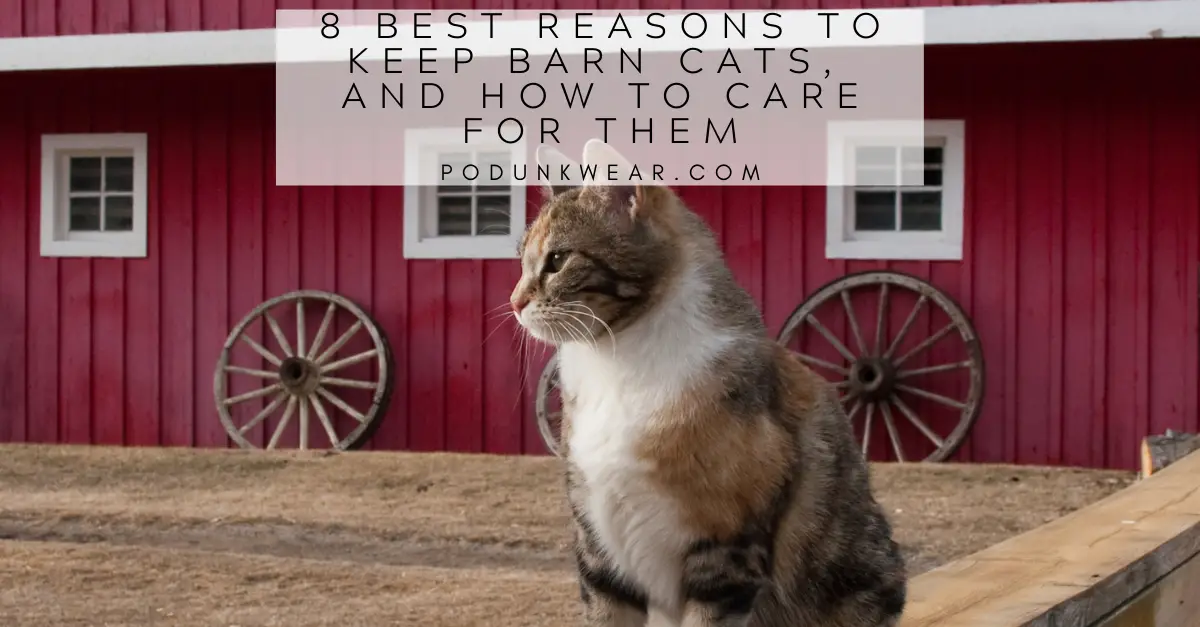 8 Best Reasons to Keep Barn Cats, and How to Care for Them